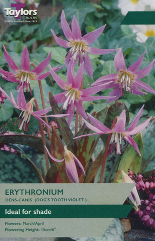 Taylors Taylors Erythronium Taylors Bulbs Erythronium Dens Canis 2 Pack