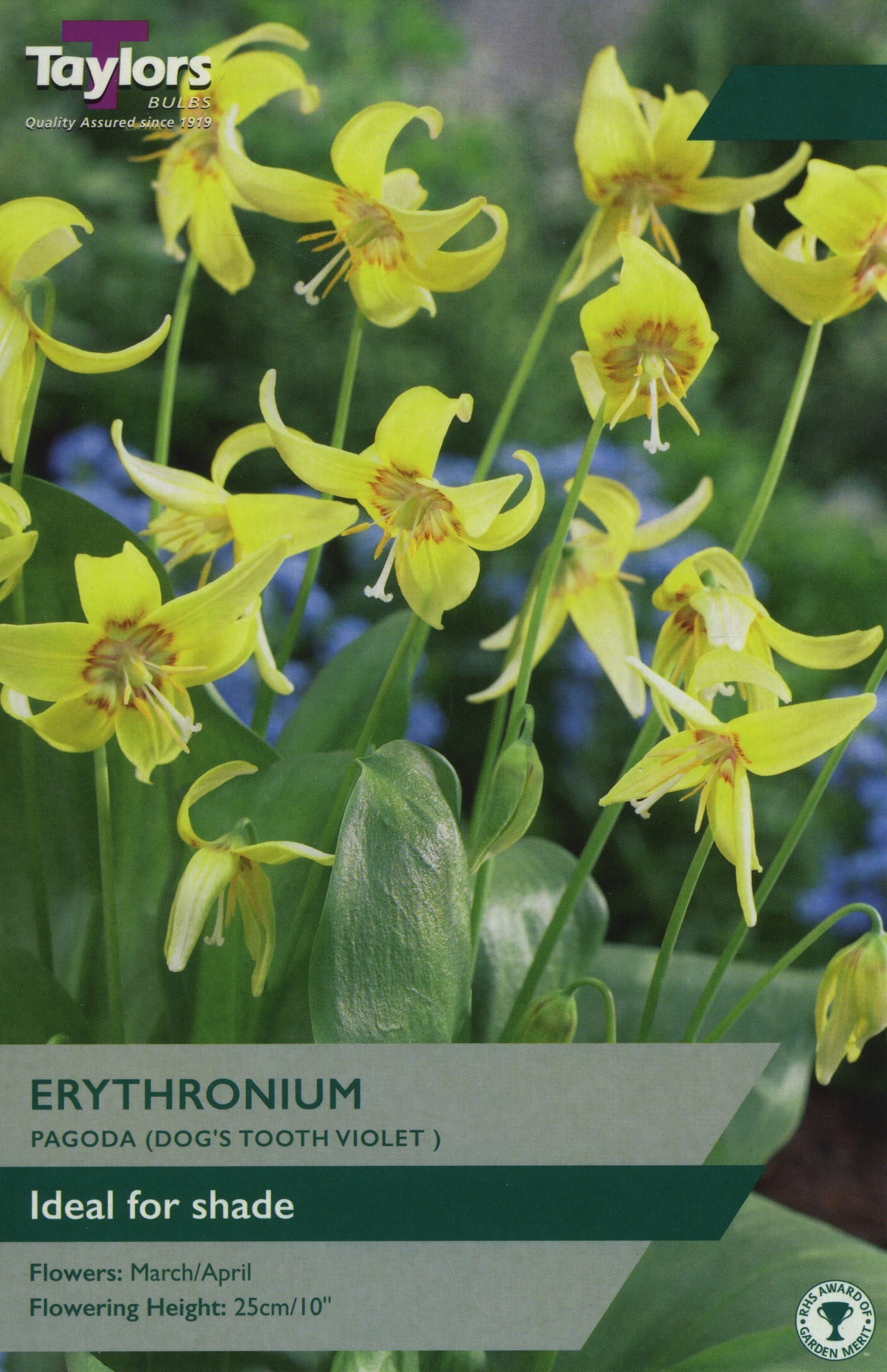 Taylors Taylors Erythronium Taylors Bulbs Erythronium Pagoda 2 Pack