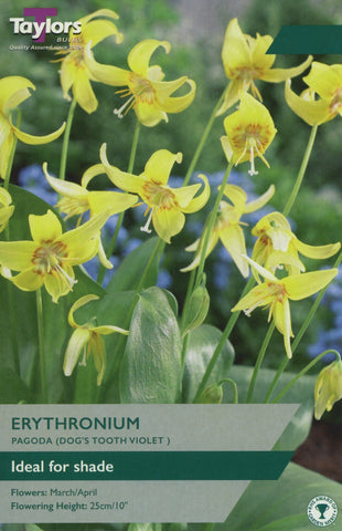 Taylors Taylors Erythronium Taylors Bulbs Erythronium Pagoda 2 Pack