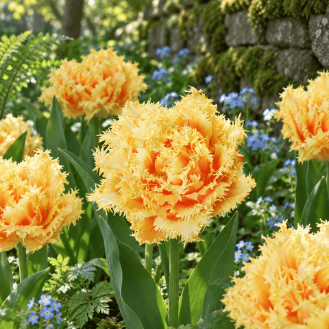 Taylors Flower Bulbs Taylors Bulbs Fringed Brisbane Tulip Bulbs – 7pck