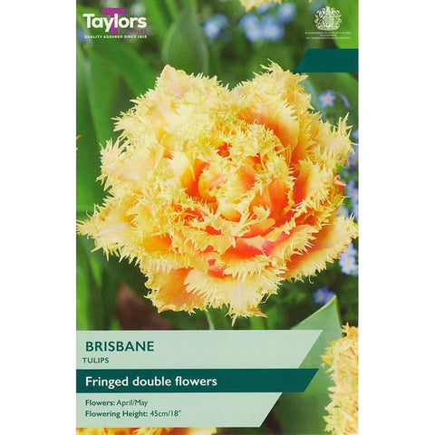 Taylors Flower Bulbs Taylors Bulbs Fringed Brisbane Tulip Bulbs – 7pck