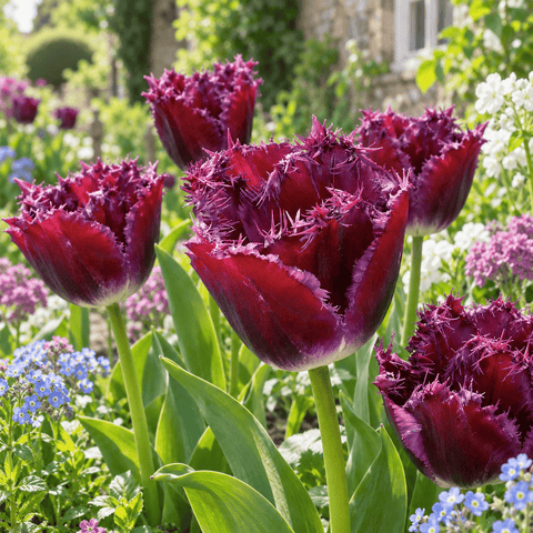 Taylors Flower Bulbs Taylors Bulbs Fringed Purple Crystal Tulip Bulbs – 6pck