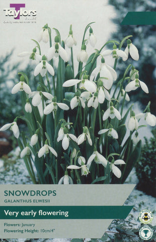 Taylors Taylors Galanthus Taylors Bulbs Galanthus Elwesii 8 Pack