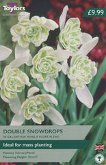 Taylors Taylors Galanthus Taylors Bulbs Galanthus Nivalis 9 Pack