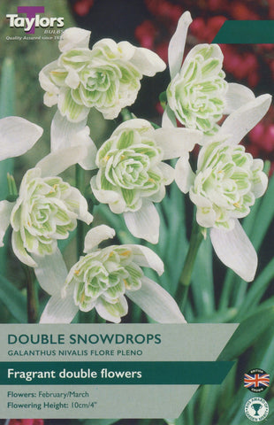 Taylors Taylors Galanthus Taylors Bulbs Galanthus Nivalis Flore Pleno 30 Pack