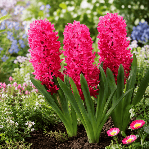 Taylors Flower Bulbs Taylors Bulbs garden Jan Bos Hyacinth Bulbs – 5pck