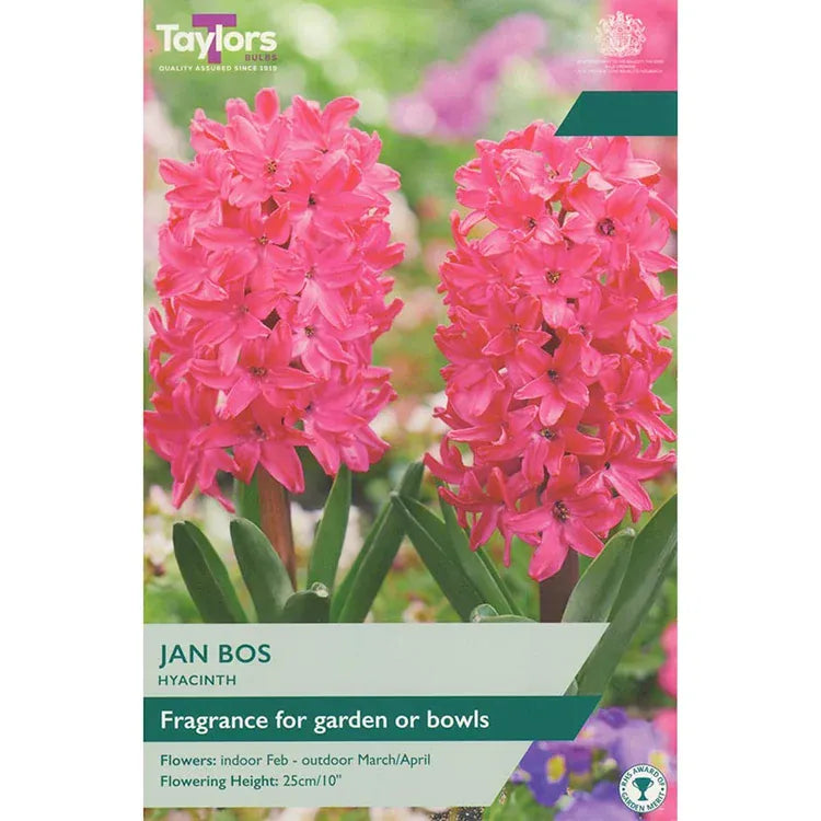 Taylors Flower Bulbs Taylors Bulbs garden Jan Bos Hyacinth Bulbs – 5pck