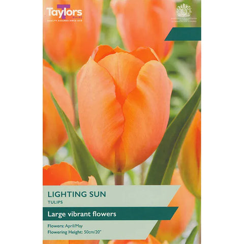 Taylors Flower Bulbs Taylors Bulbs Garden Lighting Sun Tulip Bulbs – 6pck