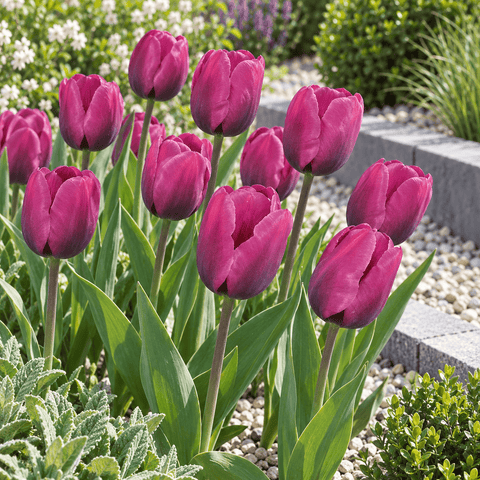 Taylors Flower Bulbs Taylors Bulbs Garden Nergrita Tulip Bulbs – 7pck