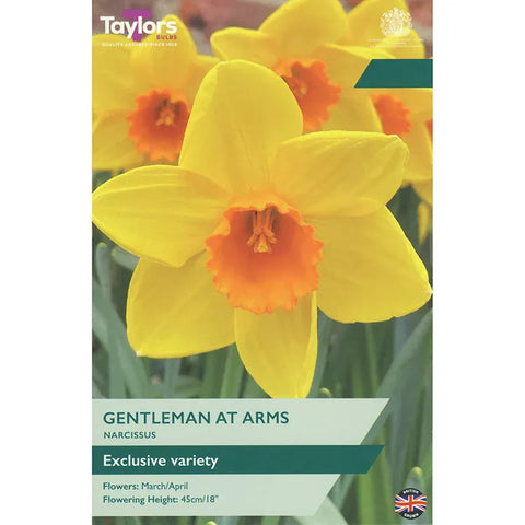 Taylors Flower Bulbs Taylors Bulbs Gentleman At Arms Narcissus Bulbs – 6pck