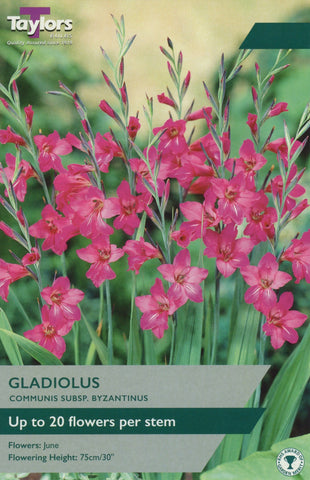 Taylors Taylors Gladiolus Taylors Bulbs Gladiolus Communis 12 Pack
