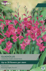 Taylors Taylors Gladiolus Taylors Bulbs Gladiolus Communis 12 Pack