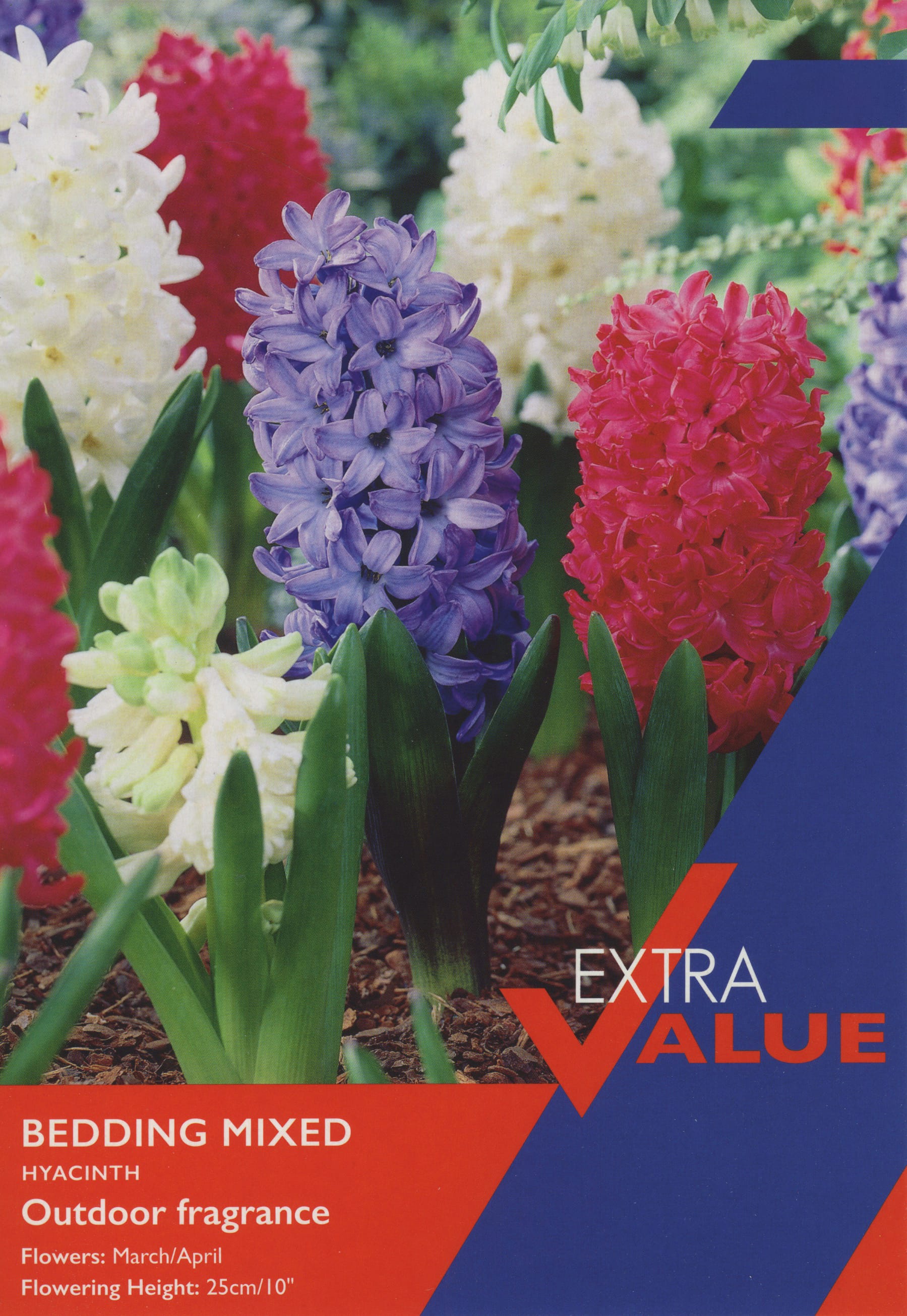 Taylors Taylors Hyacinths Taylors Bulbs Hyacinth bedding mix 8 pack