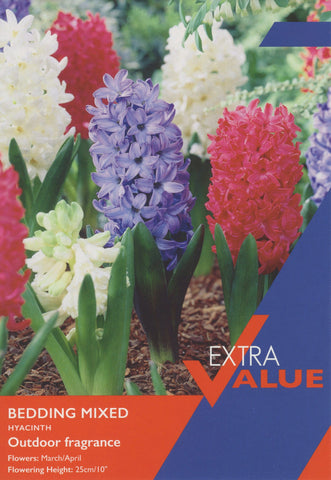 Taylors Taylors Hyacinths Taylors Bulbs Hyacinth bedding mix 8 pack