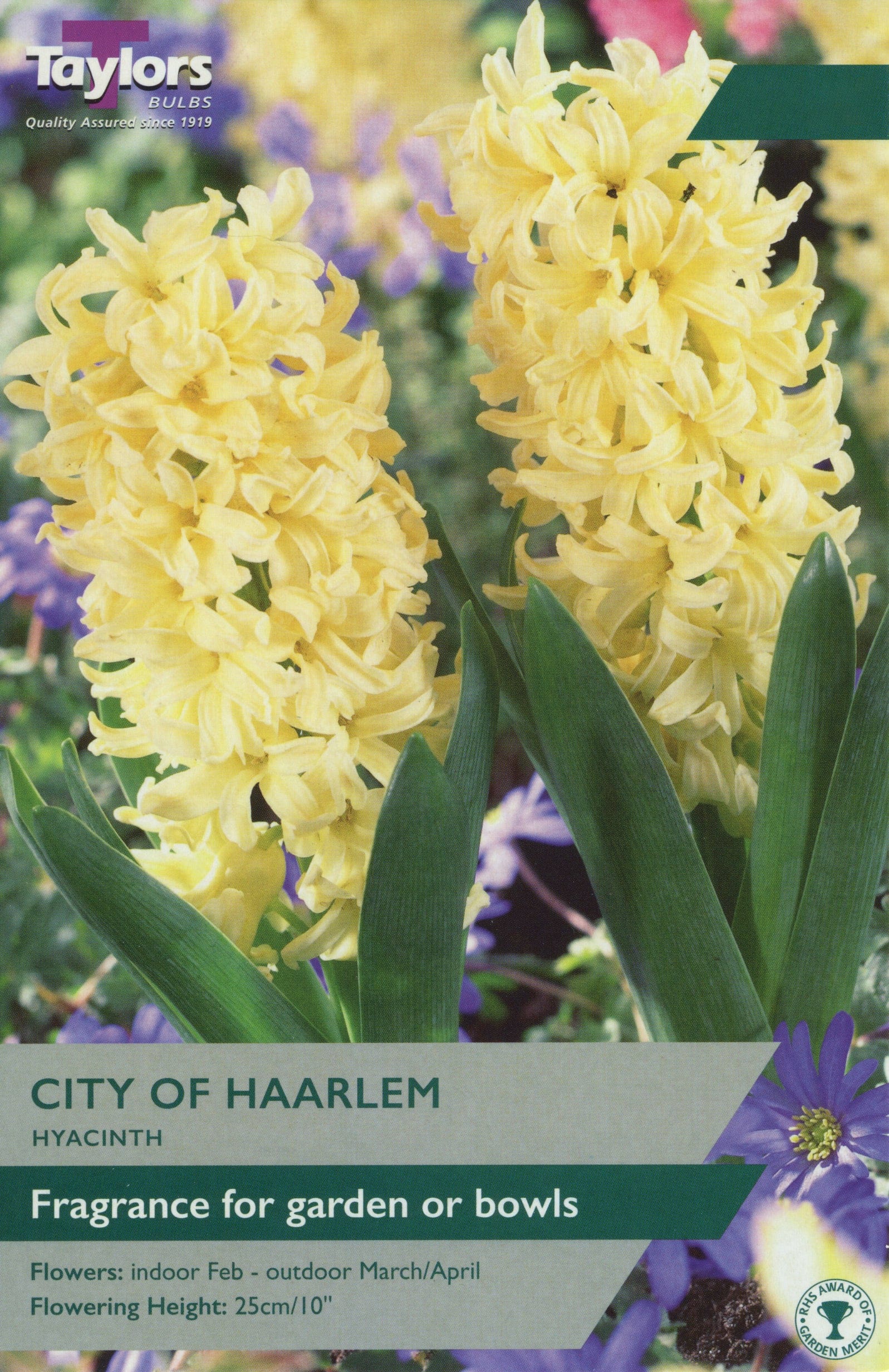Taylors Taylors Hyacinths Taylors Bulbs Hyacinth City of Harlem 5 pack
