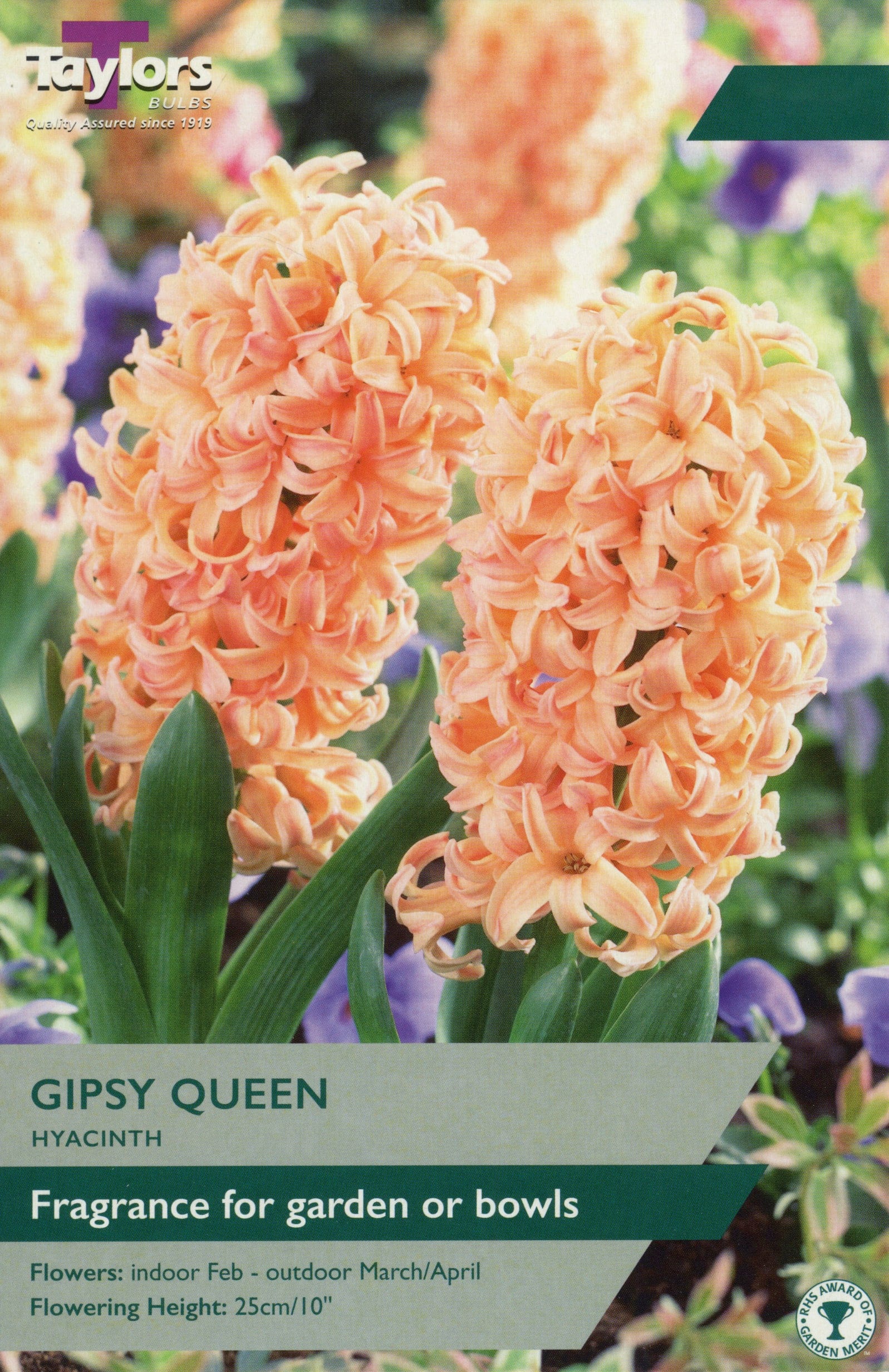 Taylors Taylors Hyacinths Taylors Bulbs Hyacinth Gipsy Queen 4 pack
