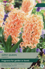 Taylors Taylors Hyacinths Taylors Bulbs Hyacinth Gipsy Queen 4 pack