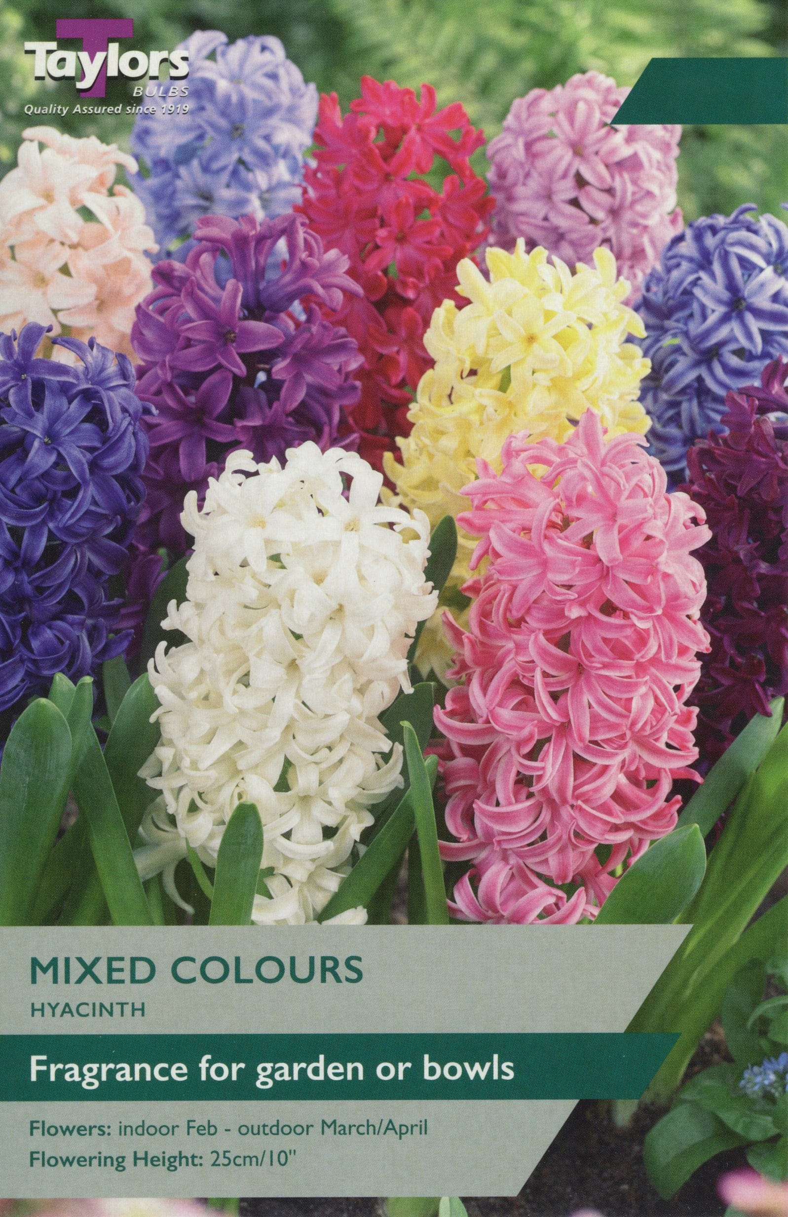 Taylors Taylors Hyacinths Taylors Bulbs Hyacinth mix 5 pack