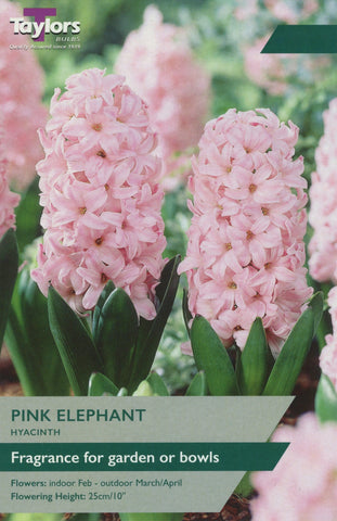 Taylors Taylors Hyacinths Taylors Bulbs Hyacinth Pink Elephant 4 pack