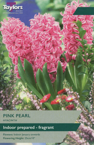 Taylors Taylors Hyacinths Taylors Bulbs Hyacinth Pink Pearl 3 pack