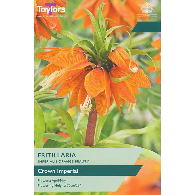 Taylors Flower Bulbs Taylors Bulbs Imp Orange Beauty Fritillaria Bulbs – 1pck