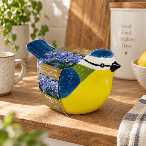Taylors Flower Bulbs Taylors Bulbs Indoor Blue Tit Planter with Scilla siberica Bulbs – 5pck