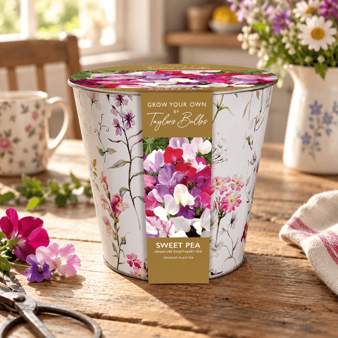 Taylors Flower Bulbs Taylors Bulbs Indoor Floral Sweet Pea Planter – Gift Pot