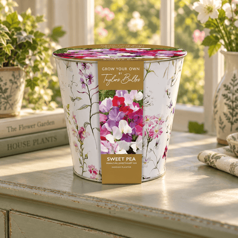 Taylors Flower Bulbs Taylors Bulbs Indoor Floral Sweet Pea Planter – Gift Pot