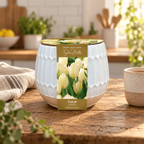 Taylors Flower Bulbs Taylors Bulbs Indoor Part Glazed Tulip Planter – Gift Pot
