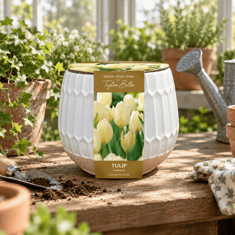 Taylors Flower Bulbs Taylors Bulbs Indoor Part Glazed Tulip Planter – Gift Pot