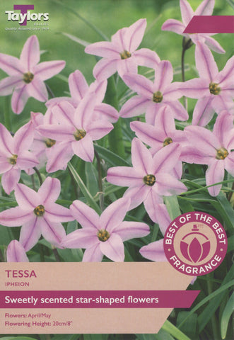 Taylors Flower Bulbs Taylors Bulbs Ipheion Tessa 20 pack