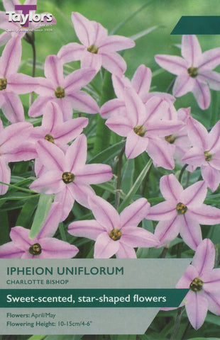 Taylors Taylors Ipheion Taylors Bulbs Ipheion Uniflorum Charlotte 10 Pack