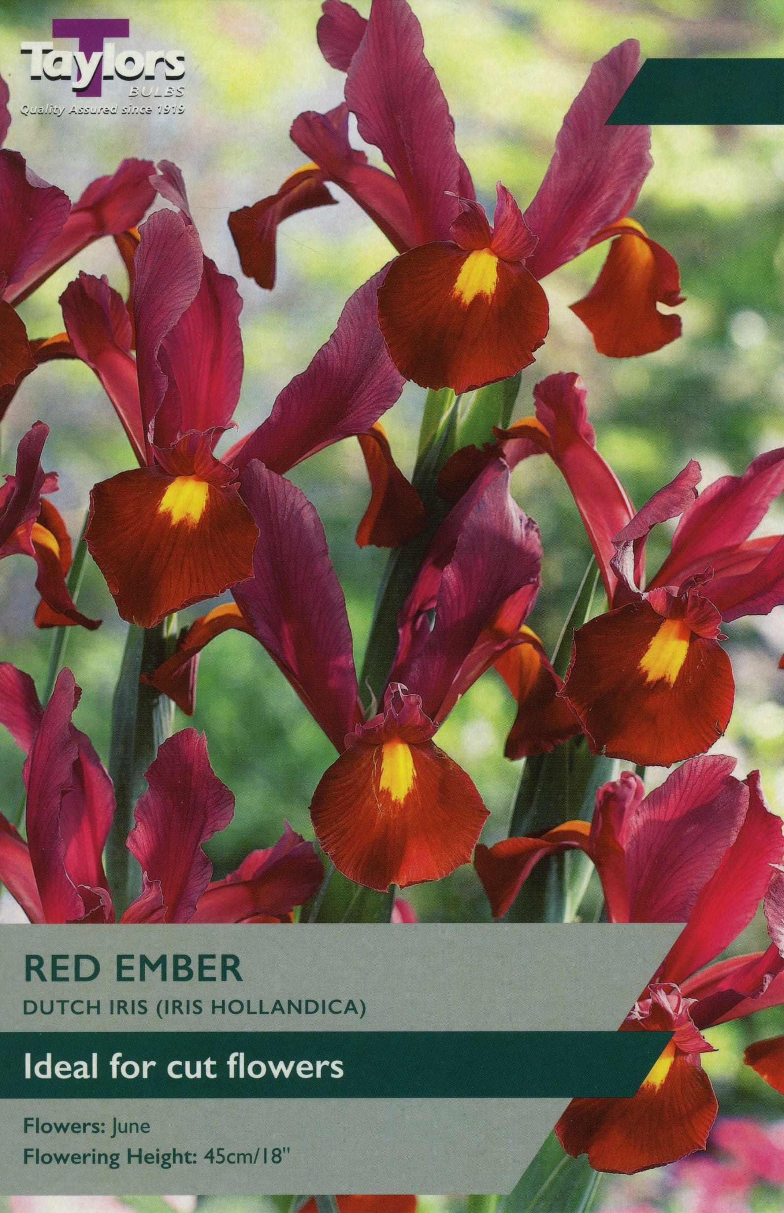 Taylors Taylors Iris Taylors Bulbs Iris Red Ember 8 Pack