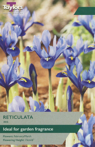 Taylors Taylors Iris Taylors Bulbs Iris Reticulata 12 Pack