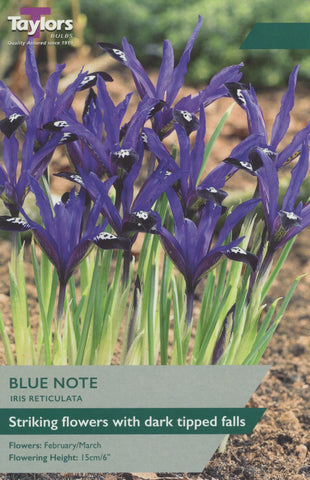 Taylors Taylors Iris Taylors Bulbs Iris Reticulata Blue Note 12 Pack