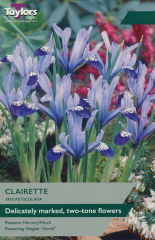 Taylors Taylors Iris Taylors Bulbs Iris Reticulata Clairette 12 Pack