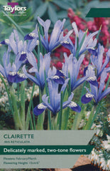 Taylors Taylors Iris Taylors Bulbs Iris Reticulata Clairette 12 Pack