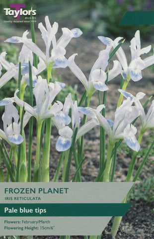 Taylors Taylors Iris Taylors Bulbs Iris Reticulata Frozen Planet 12 Pack