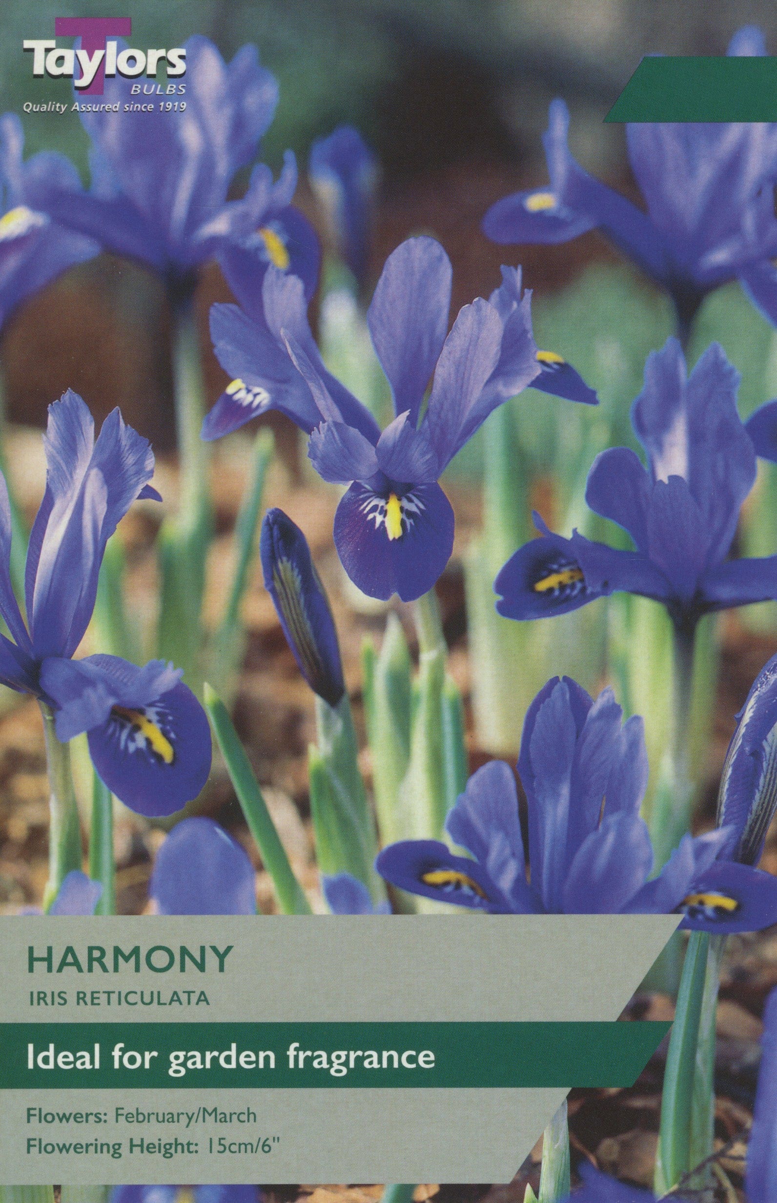 Taylors Taylors Iris Taylors Bulbs Iris Reticulata Harmony 15 Pack