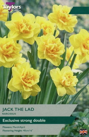 Taylors Flower Bulbs Taylors Bulbs Jack the Lad pack of 8