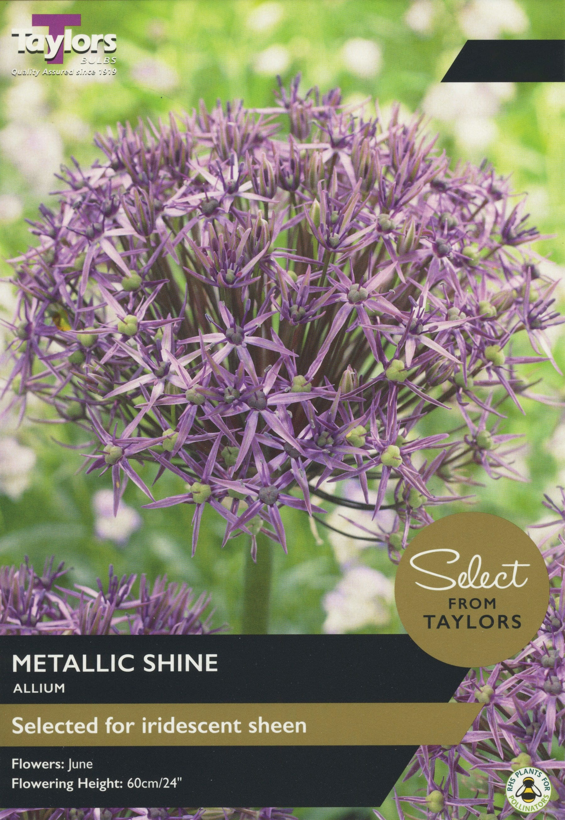 Taylors Flower Bulbs Taylors Bulbs Metallic Shine 5 Pack