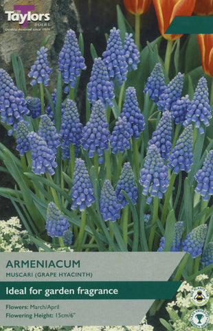 Taylors Taylors Muscari Taylors Bulbs Muscari Armeniacum 25 Pack