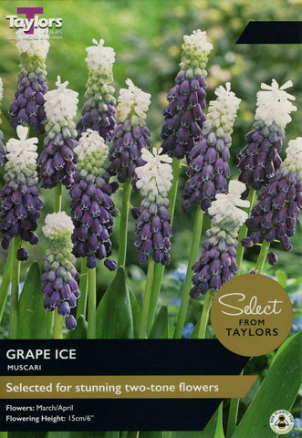 Taylors Taylors Muscari Taylors Bulbs Muscari Grape Ice 10 Pack