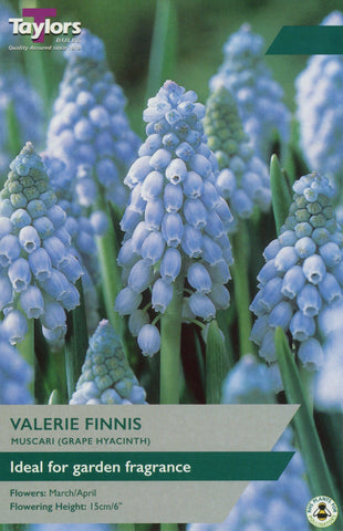 Taylors Taylors Muscari Taylors Bulbs Muscari Valerie Finnis 18 Pack