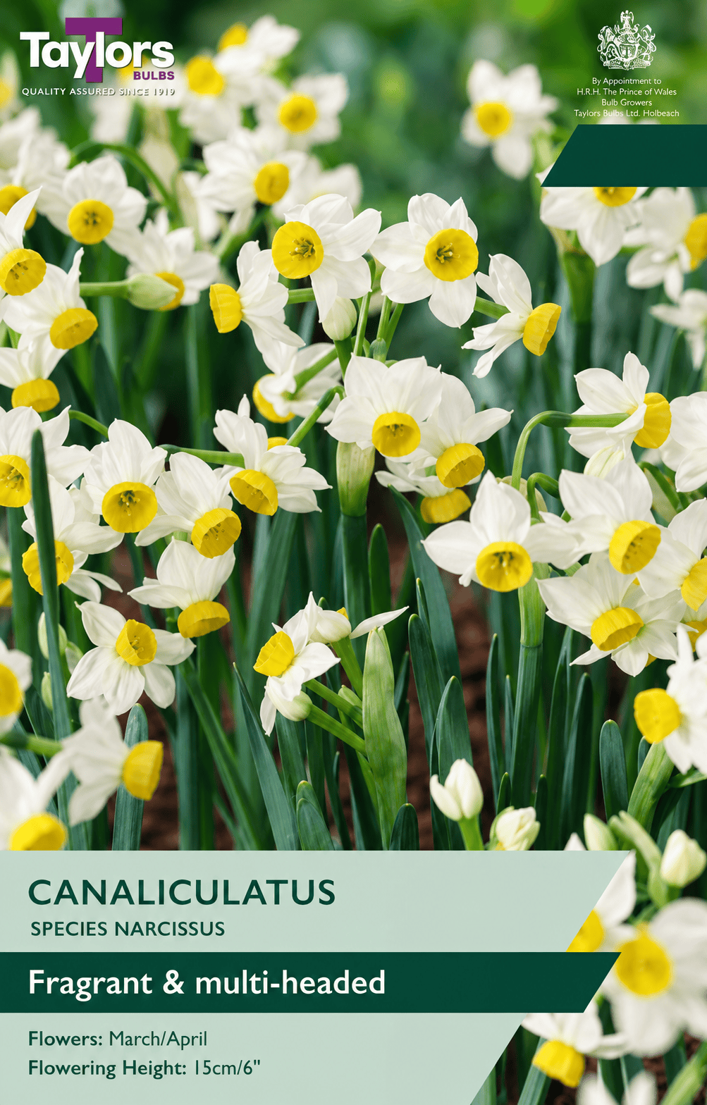 Taylors Taylors Narcissi Taylors Bulbs Narcissi Canaliculatus --12 pack--