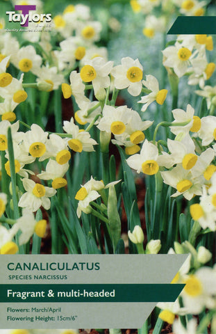 Taylors Taylors Narcissi Taylors Bulbs Narcissi Canaliculatus 25 pack