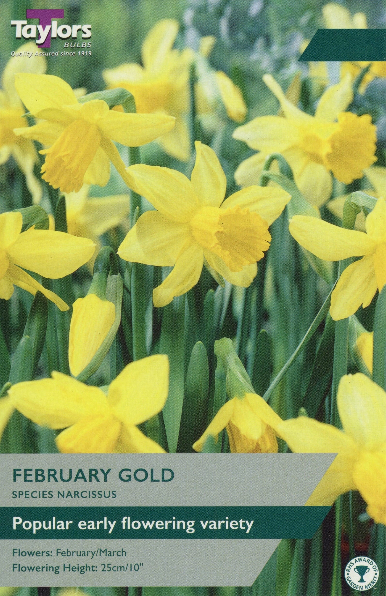 Taylors Taylors Narcissi Taylors Bulbs Narcissi February Gold 7 pack