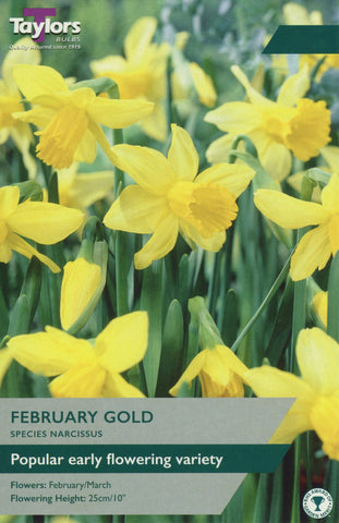 Taylors Taylors Narcissi Taylors Bulbs Narcissi February Gold 7 pack