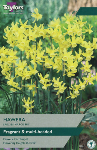Taylors Taylors Narcissi Taylors Bulbs Narcissi Hawera 8 pack