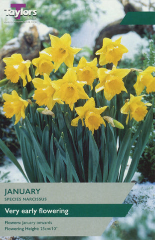 Taylors Taylors Narcissi Taylors Bulbs Narcissi January 10 pack